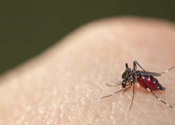 Hindistan'da 14 kişide Zika virüsüne rastlandı