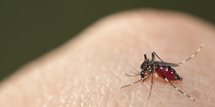 Hindistan'da 14 kişide Zika virüsüne rastlandı