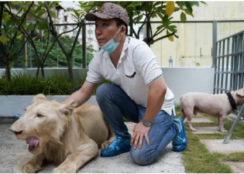 Kamboçya'da yetkililerin sahibinin elinden aldığı dişleri ve pençeleri kesilmiş aslan, Başbakan'ın müdahalesiyle geri verildi
