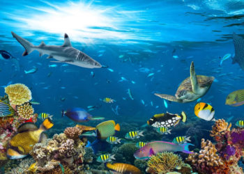 Kanada'da aşırı sıcaklar, 1 milyarı aşkın deniz canlısının ölümüne neden oldu