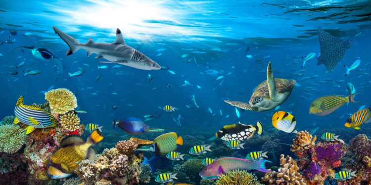 Kanada'da aşırı sıcaklar, 1 milyarı aşkın deniz canlısının ölümüne neden oldu