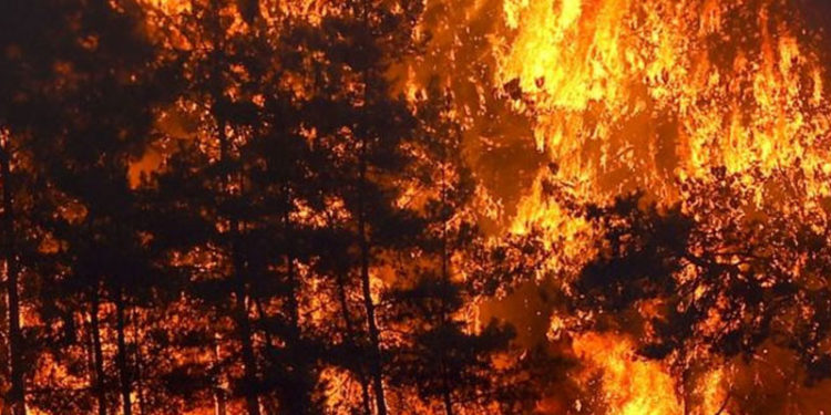 Manavgat, Adana, Osmaniye ve Mersin’de orman yangınları kontrol altına alınamıyor