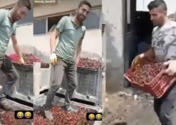 Meyve suyu yapılacak vişneleri ayakkabıyla &ccedil;iğnediler