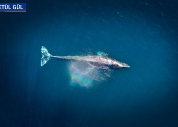 Nefeslerini tutarak yaşayan hayvanlar!