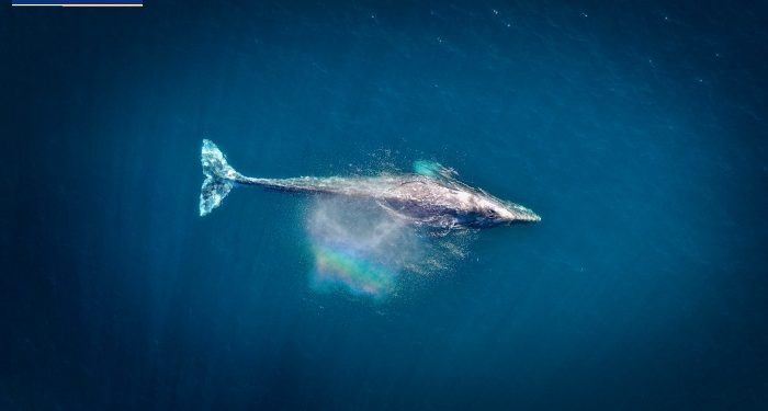 Nefeslerini tutarak yaşayan hayvanlar!