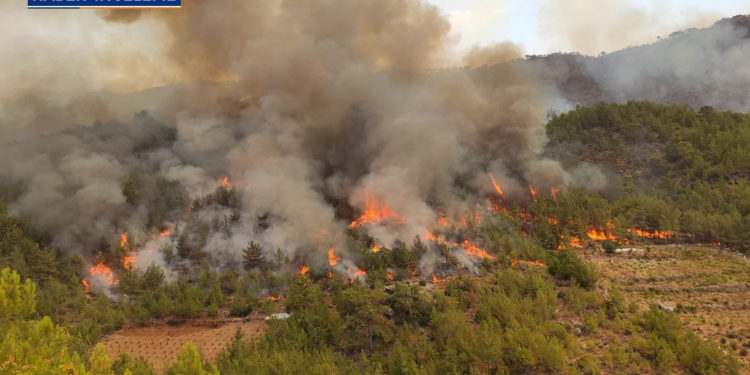 Rejimin inadı, ormanları kül ediyor