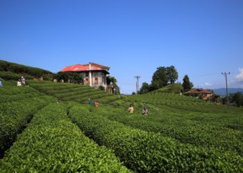 Rize Çay Üreticileri Derneği Başkanı Mustafa Mavi: Özel sektör üreticiden 100 milyon lira gasp etti