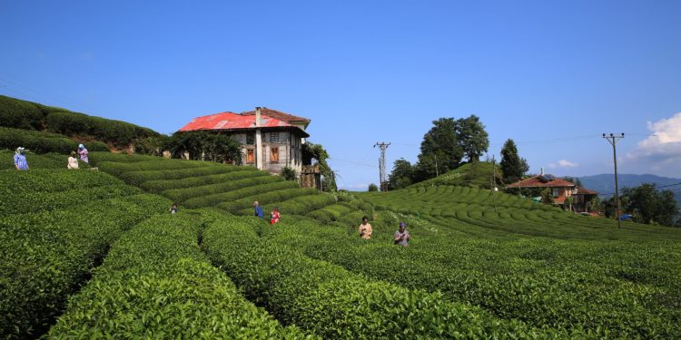 Rize Çay Üreticileri Derneği Başkanı Mustafa Mavi: Özel sektör üreticiden 100 milyon lira gasp etti