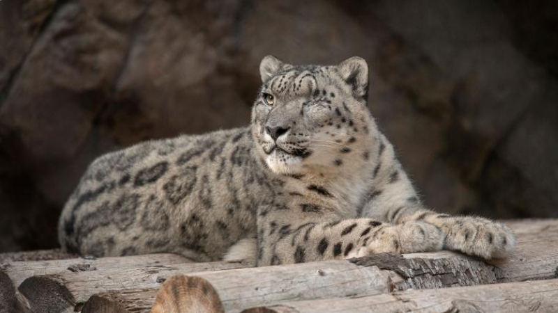 San Diego Hayvanat Bahçesi'nde bir kar leoparının Koronavirüs testi pozitif çıktı