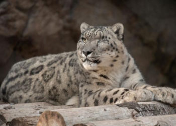 San Diego Hayvanat Bahçesi'nde bir kar leoparının Koronavirüs testi pozitif çıktı