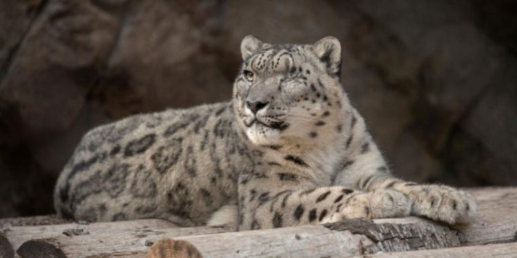 San Diego Hayvanat Bahçesi'nde bir kar leoparının Koronavirüs testi pozitif çıktı