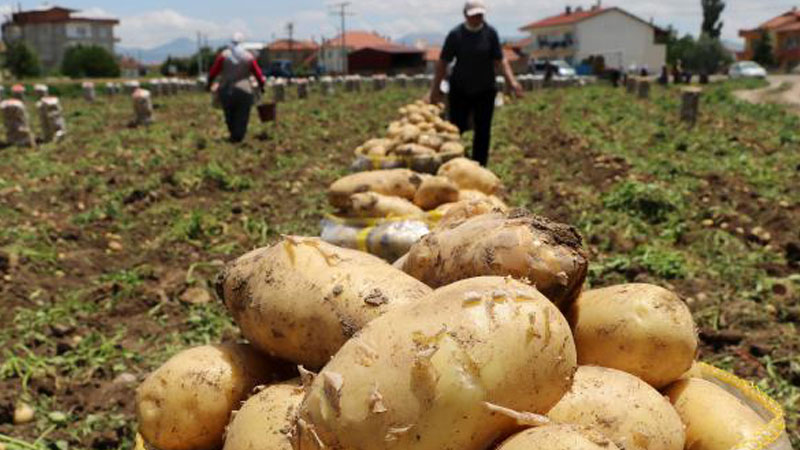 "Sandıklı'da patates üretimi bu sene yüzde 30 azaldı"