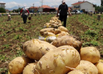 "Sandıklı'da patates üretimi bu sene yüzde 30 azaldı"