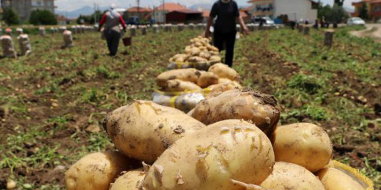"Sandıklı'da patates üretimi bu sene yüzde 30 azaldı"