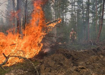 Sibirya'da orman yangınları: 1.5 milyon hektarlık alan küle döndü