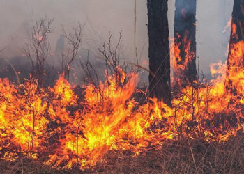 TSB'den orman yangınındaki zararların hafifletilmesi için tavsiye kararı