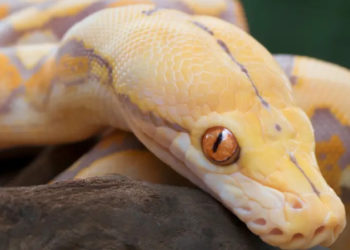 Tuvalette otururken, piton ısırdı!