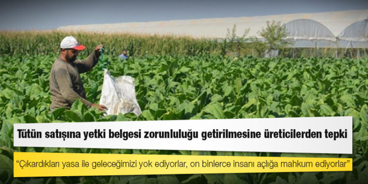 Tütün satışına yetki belgesi zorunluluğu getirilmesine üreticilerden tepki