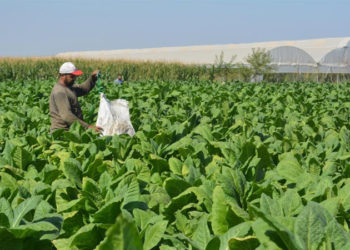 Tütün üreticileri kuraklık ve artan girdi fiyatları nedeniyle üretimi bırakıyor