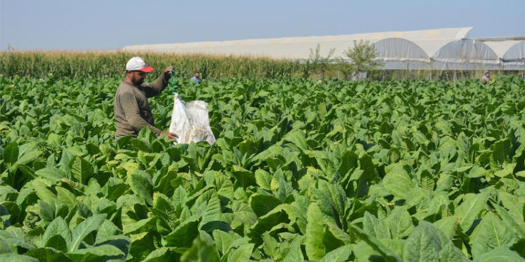 Tütün üreticileri kuraklık ve artan girdi fiyatları nedeniyle üretimi bırakıyor