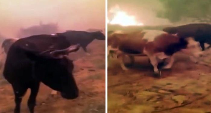 Yangının ortasında kalan hayvanları için yalvardı: Ne olursunuz gitmeyin