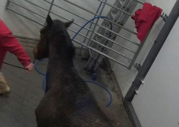 İngiltere ve İrlanda'da kariyeri biten binlerce yarış atı mezbahalarda öldürüldü