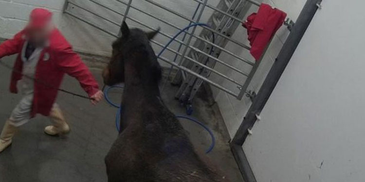 İngiltere ve İrlanda'da kariyeri biten binlerce yarış atı mezbahalarda öldürüldü