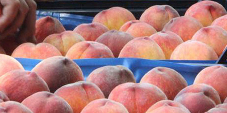 Şeftali hasadı başladı; rekoltede yüzde 50 düşüş