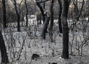 Heybeliada’da ormanlık alanda çıkan yangın söndürüldü