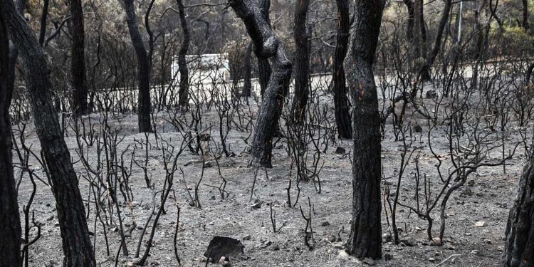 Heybeliada’da ormanlık alanda çıkan yangın söndürüldü