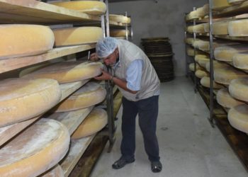 Gravyer Peyniri ile ünlü Boğatepe Köyü’nde kuraklık nedeniyle üretim yarı yarıya azaldı