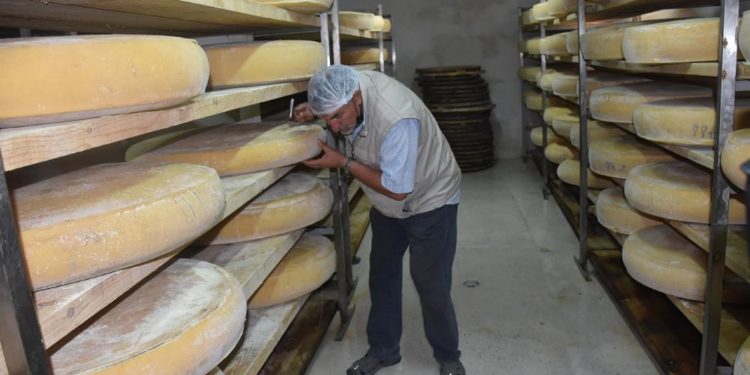 Gravyer Peyniri ile ünlü Boğatepe Köyü’nde kuraklık nedeniyle üretim yarı yarıya azaldı