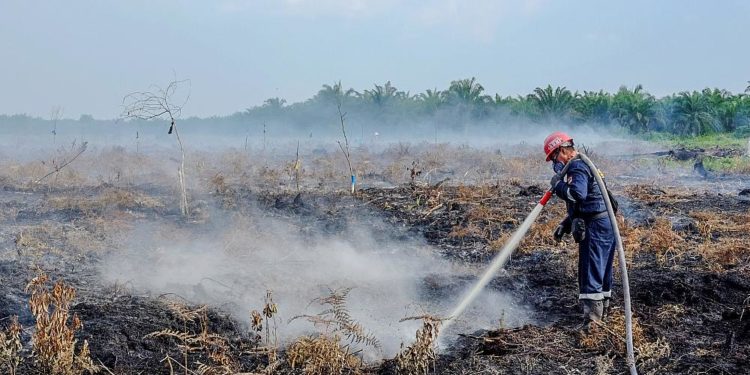 Türkiye’de 2021’de yanan ormanlık alan miktarı geçen yıllara göre yüzde 755 arttı