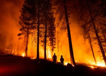 ABD'deki orman yangınlarında New York, Los Angeles ve Chicago kentlerinin toplamı büyüklüğünde alan yandı