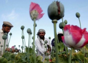 Afganistan’dan kaçan Merkez Bankası Başkanı: Cari açığın bir kısmı afyon geliriyle kapatılıyordu