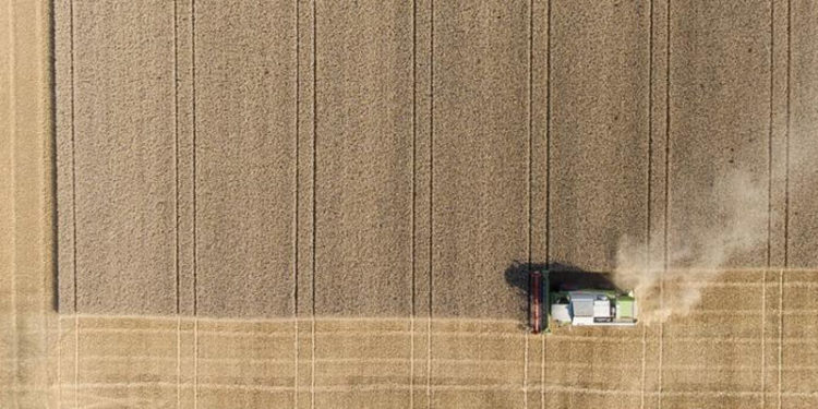 Almanya’da 2021 tahıl hasadında düşüş