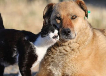 Belçika'da hayvan öldürenler 10 yıla kadar hapis ve 1,6 milyon Euro para cezasına çarptırılabilecek