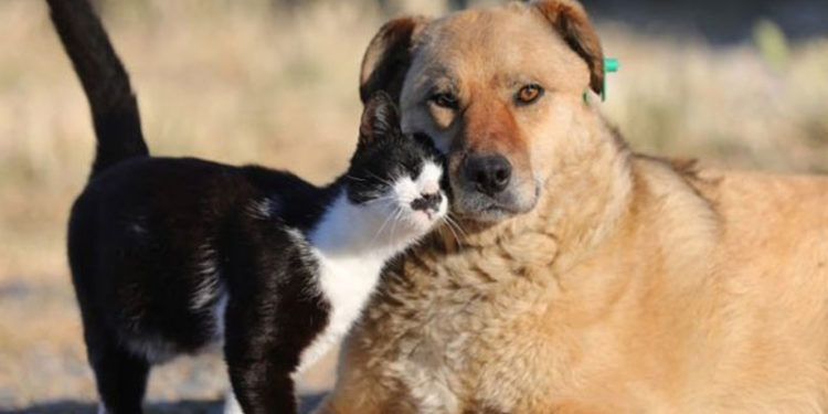 Belçika'da hayvan öldürenler 10 yıla kadar hapis ve 1,6 milyon Euro para cezasına çarptırılabilecek