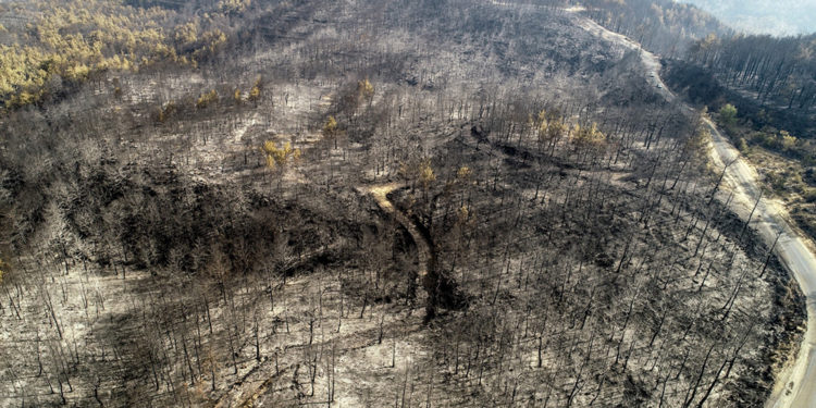 Bilanço ağırlaşıyor; sadece Manavgat’ta 60 bin hektar ormanlık alan kül oldu