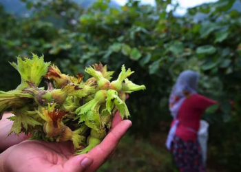 CHP'li Adıgüzel: Ordu'da fındık göçü nedeniyle vaka sayıları 10 kat arttı