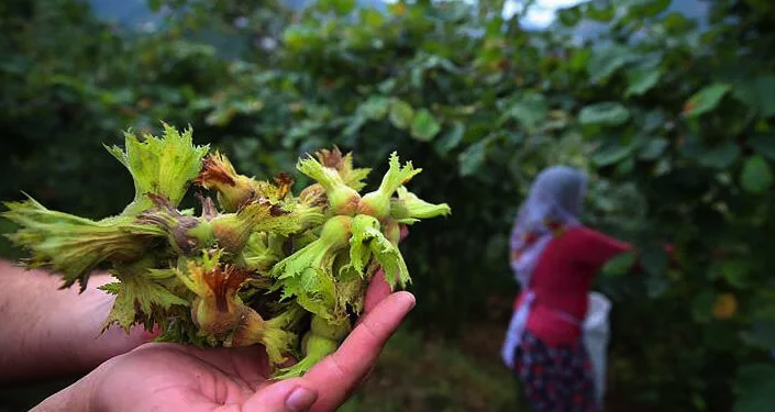 CHP'li Adıgüzel: Ordu'da fındık göçü nedeniyle vaka sayıları 10 kat arttı