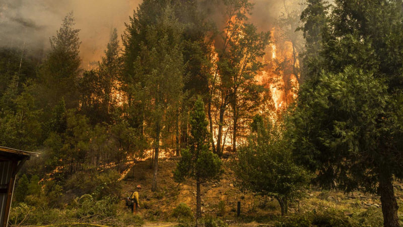 California'daki yangında yok olan ormanlık alan 200 bin hektara yaklaştı