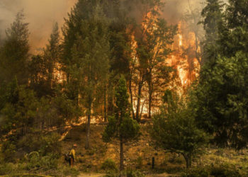 California'daki yangında yok olan ormanlık alan 200 bin hektara yaklaştı