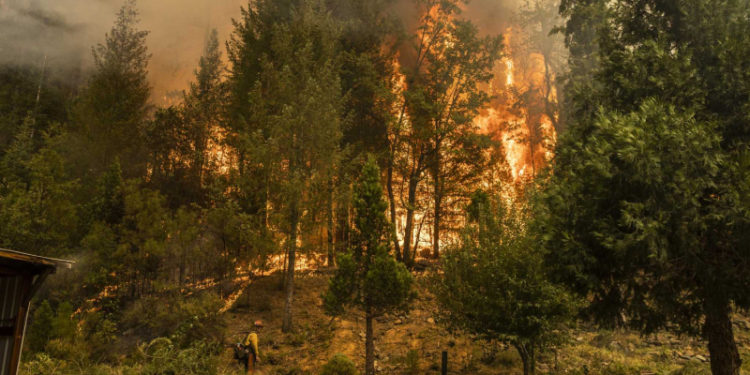 California'daki yangında yok olan ormanlık alan 200 bin hektara yaklaştı