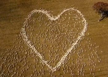 Cenazesine katılamadığı teyzesi için binlerce koyunla kalp işareti yaptı