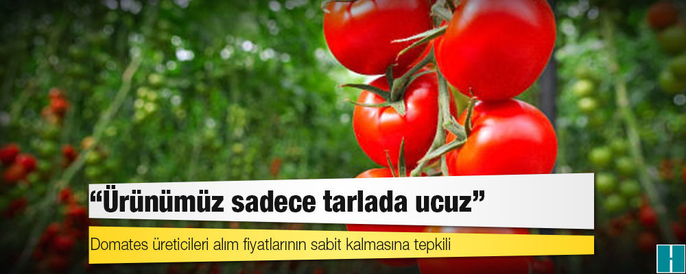 Domates üreticileri alım fiyatlarının sabit kalmasına tepkili: Ürünümüz sadece tarlada ucuz