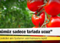 Domates üreticileri alım fiyatlarının sabit kalmasına tepkili: Ürünümüz sadece tarlada ucuz