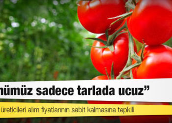 Domates üreticileri alım fiyatlarının sabit kalmasına tepkili: Ürünümüz sadece tarlada ucuz