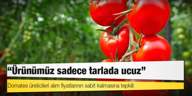 Domates üreticileri alım fiyatlarının sabit kalmasına tepkili: Ürünümüz sadece tarlada ucuz