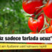 Domates üreticileri alım fiyatlarının sabit kalmasına tepkili: Ürünümüz sadece tarlada ucuz